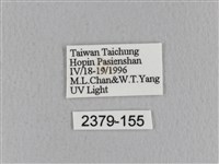 青枯葉蛾藏品圖，第3張