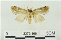 連珠波紋蛾藏品圖，第2張