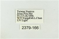 連珠波紋蛾藏品圖，第3張