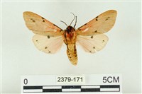 棍棒污燈蛾藏品圖，第2張