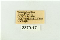 棍棒污燈蛾藏品圖，第3張