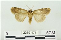 連珠波紋蛾藏品圖，第2張