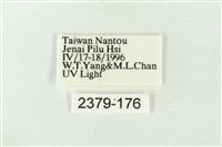 連珠波紋蛾藏品圖，第3張