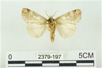 連珠波紋蛾藏品圖，第2張