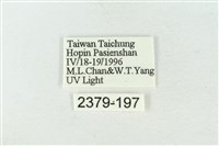 連珠波紋蛾藏品圖，第3張