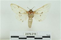 菊池污燈蛾藏品圖，第2張