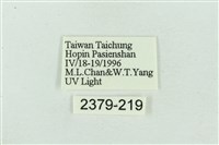 菊池污燈蛾藏品圖，第3張