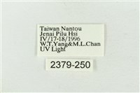 連珠波紋蛾藏品圖，第3張