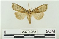 帶波紋蛾藏品圖，第1張