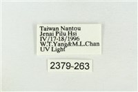 帶波紋蛾藏品圖，第3張