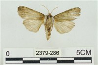 帶波紋蛾藏品圖，第2張