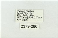 帶波紋蛾藏品圖，第3張