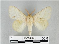 青枯葉蛾藏品圖，第1張