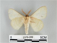 青枯葉蛾藏品圖，第2張