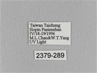 青枯葉蛾藏品圖，第3張