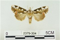 連珠波紋蛾藏品圖，第1張