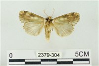 連珠波紋蛾藏品圖，第2張