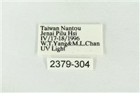 連珠波紋蛾藏品圖，第3張