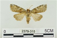 帶波紋蛾藏品圖，第1張