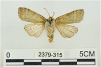 帶波紋蛾藏品圖，第2張