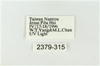 帶波紋蛾藏品圖，第3張