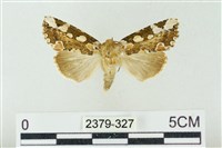 連珠波紋蛾藏品圖，第1張