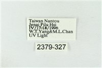 連珠波紋蛾藏品圖，第3張