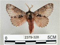 銀肩枯葉蛾藏品圖，第1張