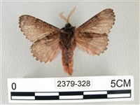 銀肩枯葉蛾藏品圖，第2張