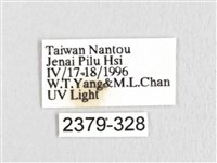 銀肩枯葉蛾藏品圖，第3張