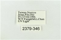 帶波紋蛾藏品圖，第3張