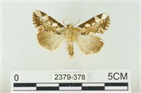 連珠波紋蛾藏品圖，第1張