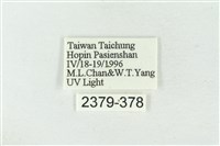 連珠波紋蛾藏品圖，第3張