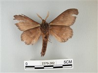 隱波紋枯葉蛾藏品圖，第2張