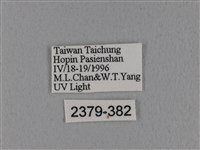 隱波紋枯葉蛾藏品圖，第3張