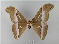 眉紋天蠶蛾藏品圖，第2張