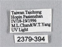 眉紋天蠶蛾藏品圖，第3張