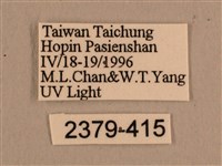 背線天蛾藏品圖，第3張