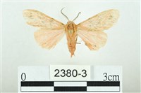 三條橙燈蛾藏品圖，第1張