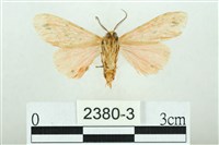 三條橙燈蛾藏品圖，第2張