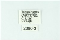 三條橙燈蛾藏品圖，第3張