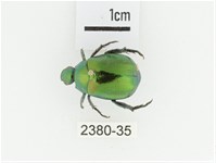 艷金龜藏品圖，第1張