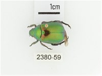 艷金龜藏品圖，第1張