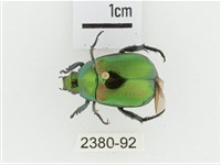艷金龜藏品圖，第1張
