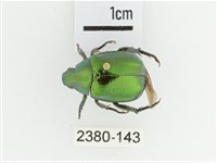 艷金龜藏品圖，第1張