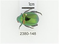 艷金龜藏品圖，第1張