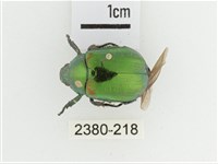 艷金龜藏品圖，第1張