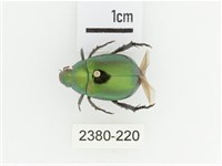 艷金龜藏品圖，第1張