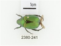 艷金龜藏品圖，第1張