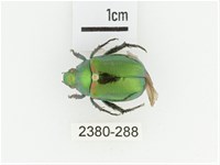 艷金龜藏品圖，第1張